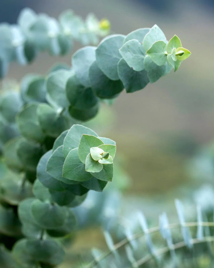 Close-up of fresh eucalyptus leaves, ideal for candle making and fragrance oils