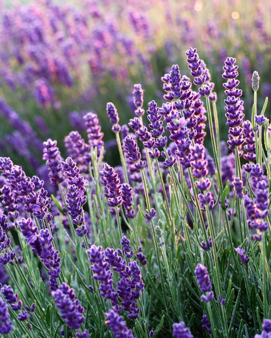Close-up of blooming lavender flowers in a field, used in fragrance oils and candle making.