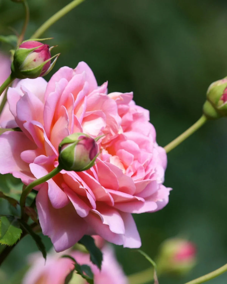 Close-up of blooming pink rose flower with rosebuds on a green blurred background