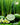 Lemongrass & Persian Lime Fragrance Oil