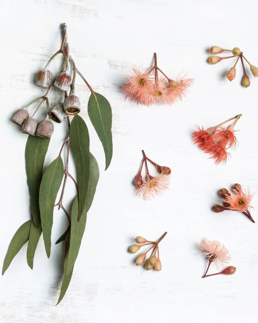 Eucalyptus leaves, seed pods and pink gum blossoms on a white background, botanical flat lay