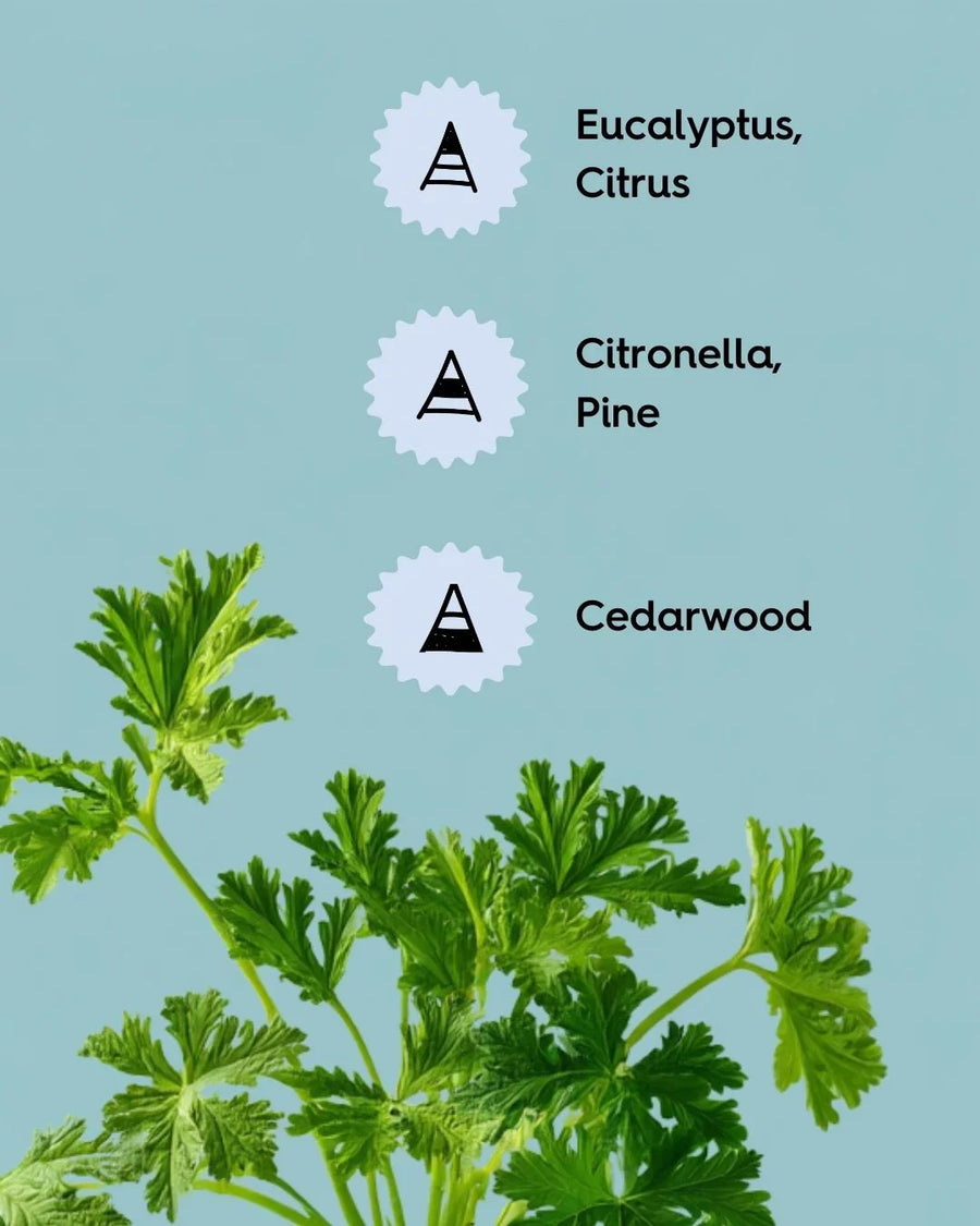 Green citronella plant leaves with eucalyptus, citrus, pine, and cedarwood scent notes listed.