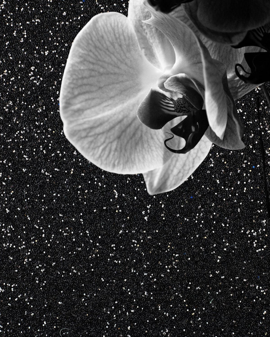 White orchid flower with textured black glitter background, elegant floral close-up