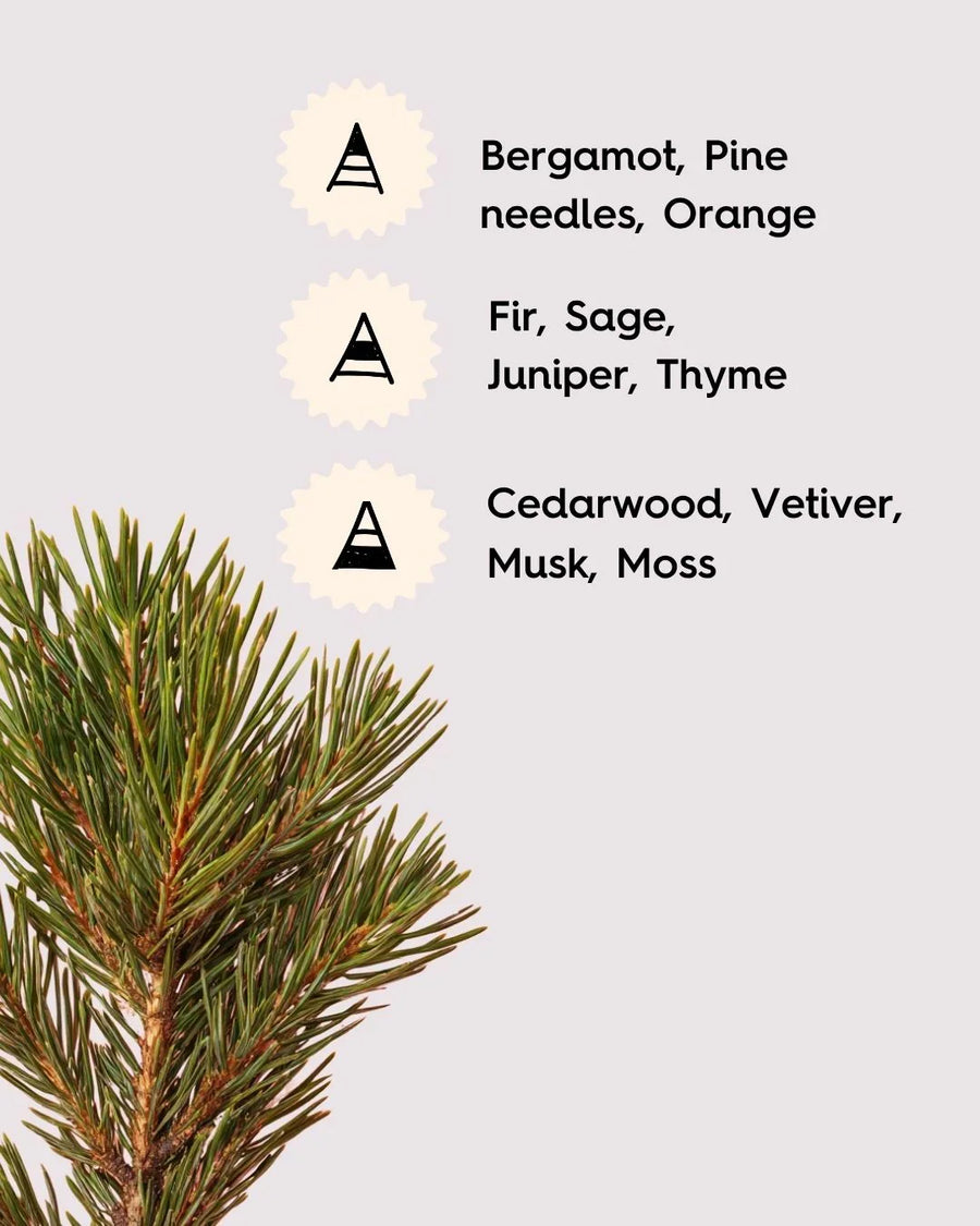 Pine branch with text listing fragrance notes: bergamot, pine needles, orange, fir, sage, juniper, thyme, cedarwood, vetiver, musk, moss.