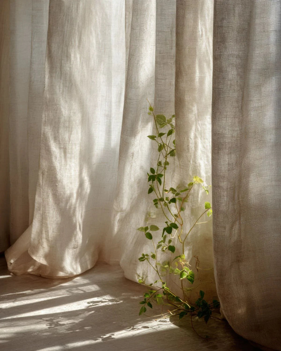 Sunlit sheer curtains with a green indoor plant growing by a window