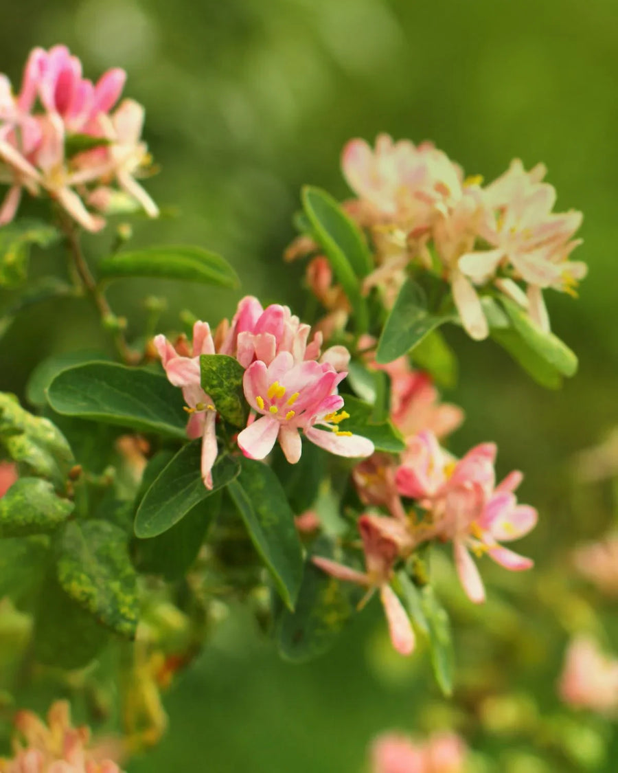 Close-up of pink honeysuckle flowers with green leaves outdoors