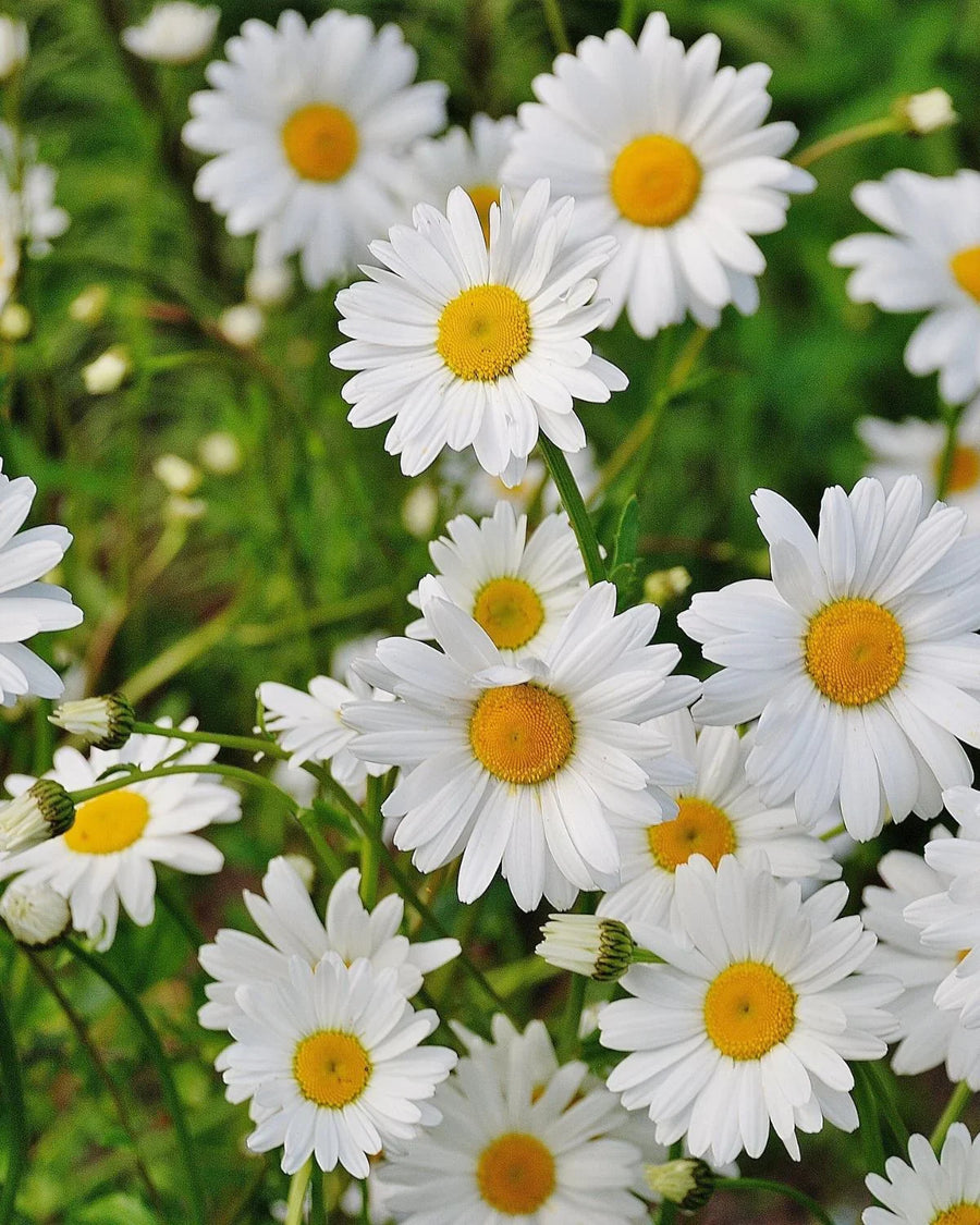Fresh white daisies with yellow centers in a green outdoor garden