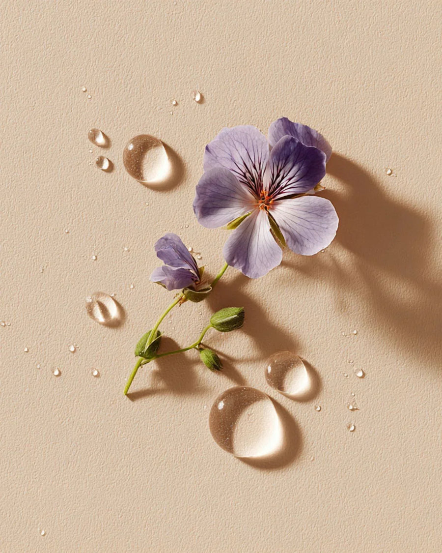 Geranium flower with water droplets on beige background, ideal for essential oil product visuals