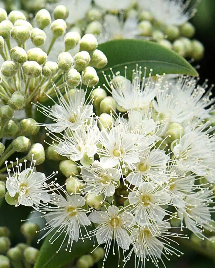 Close up of lemon myrtle flowers and buds, used in fragrance oils for candle making.