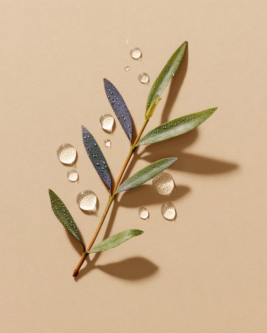Tea tree leaf with water droplets on beige background, natural essential oil concept