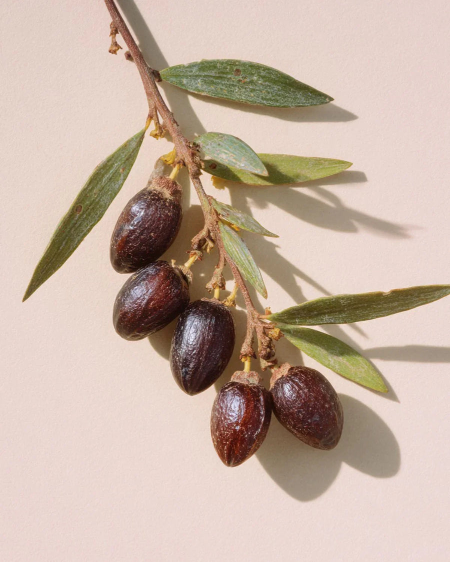 Jojoba seeds on a branch with green leaves, natural ingredient for skincare and candle making.
