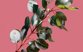 The Benefits of an Eco Diffuser Base