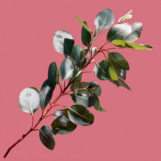 The Benefits of an Eco Diffuser Base