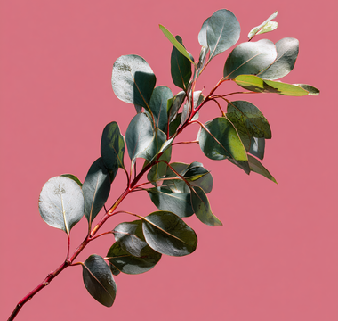 The Benefits of an Eco Diffuser Base