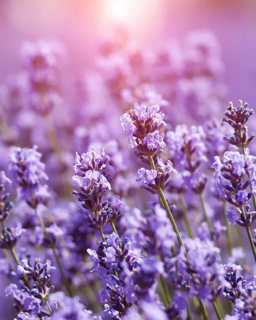 Close-up of blooming lavender flowers in sunlight, ideal for candle and fragrance making