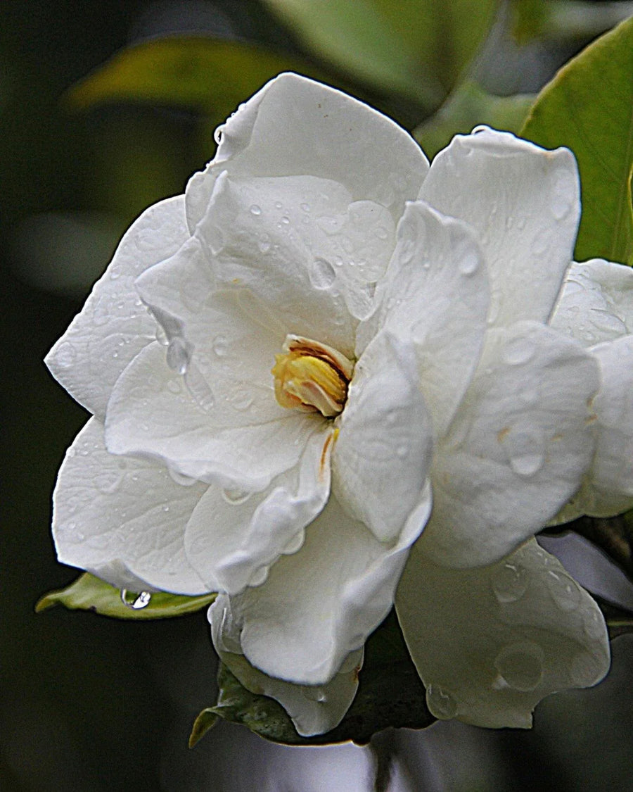 Fresh white gardenia flower with dew drops, perfect for candle fragrance inspiration