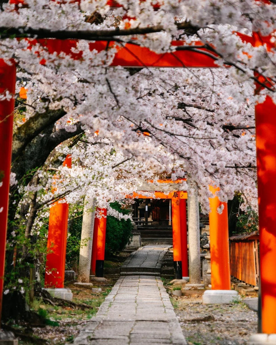 Cherry blossoms and red torii gates along a stone path in a Japanese garden