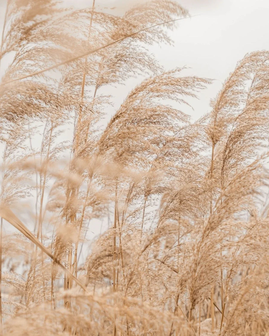 Dried pampas grass reeds swaying outdoors against a soft neutral sky