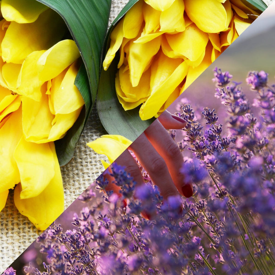Lavender and ylang ylang flowers with citrus, the scent profile of Luxaroma Lavender & Ylang Ylang fragrance oil