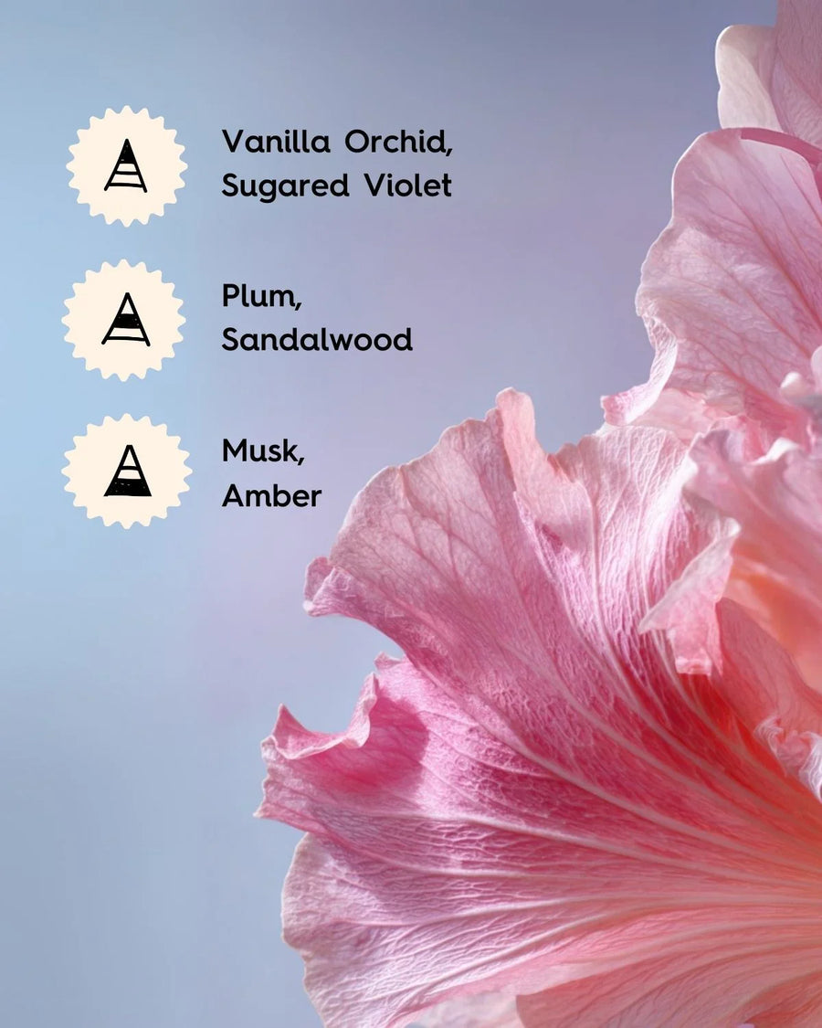 Close-up pink flower with text listing fragrance notes: vanilla orchid, plum, musk, amber.
