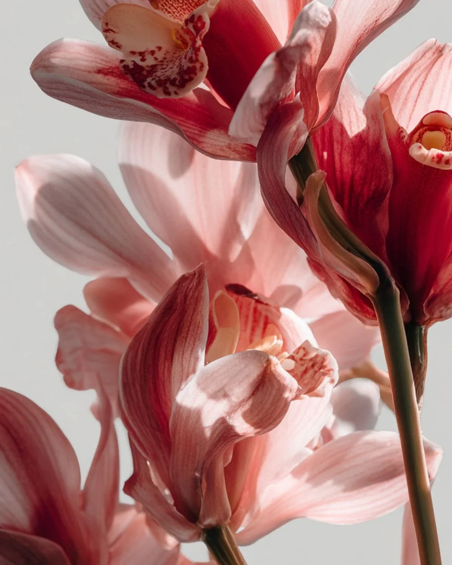 Close-up of pink orchid flowers with soft natural lighting, floral fragrance inspiration