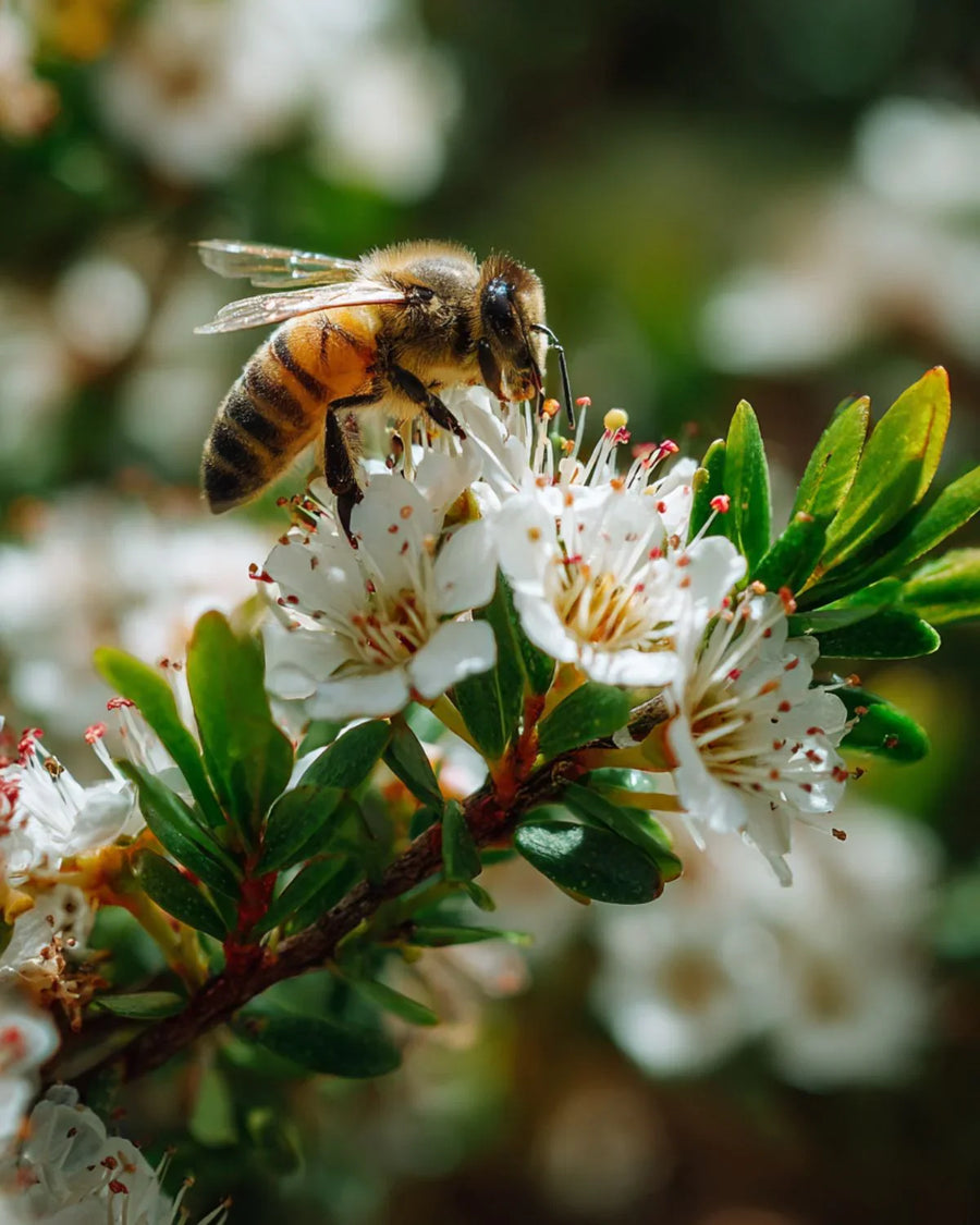 Bee collecting nectar from white flowers on a green leafy branch, natural outdoor setting