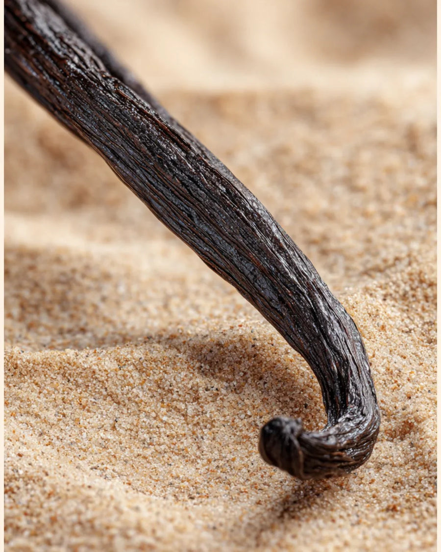 Whole vanilla bean pod on sand, close up for fragrance oil and candle making supplies