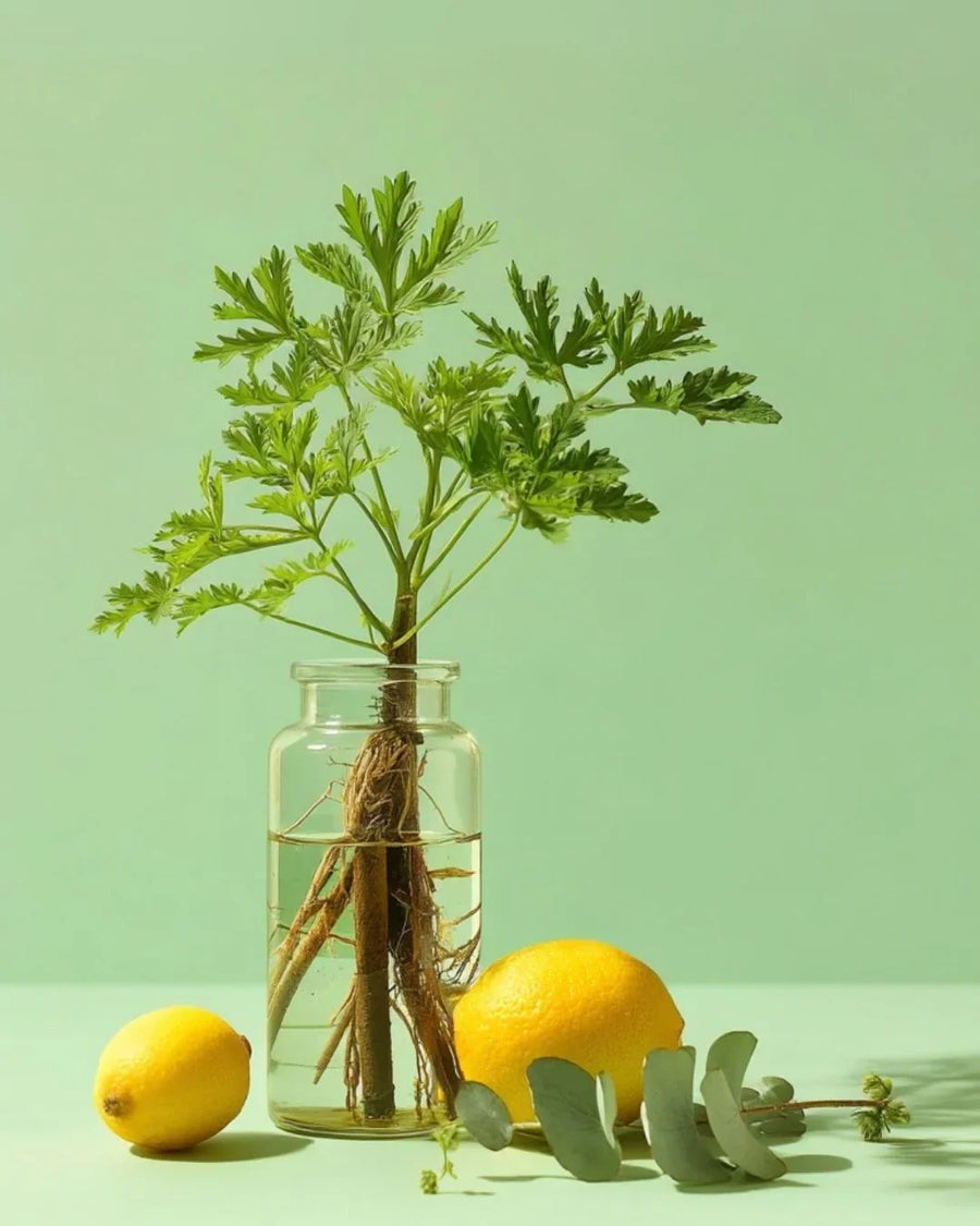 Glass jar with plant roots in water, fresh lemons, and eucalyptus on green background