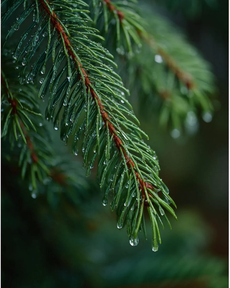 Close-up of fresh pine tree needles with water droplets, evergreen fragrance inspiration
