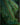 Pine Christmas Tree Fragrance Oil