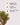 Pine Christmas Tree Fragrance Oil