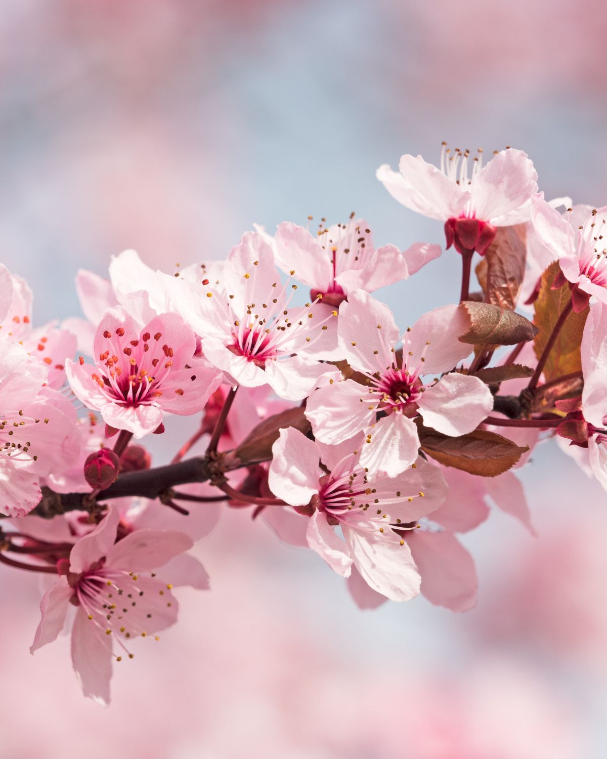 Cherry Blossom Fragrance Oil