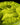 Chartreuse Mica Blend