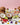 Discovery Kit - Luxe Fruits