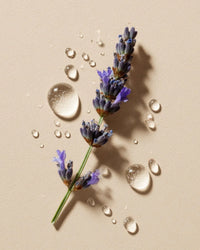 Lavender sprig with water droplets on beige background, ideal for fragrance oil and candle making