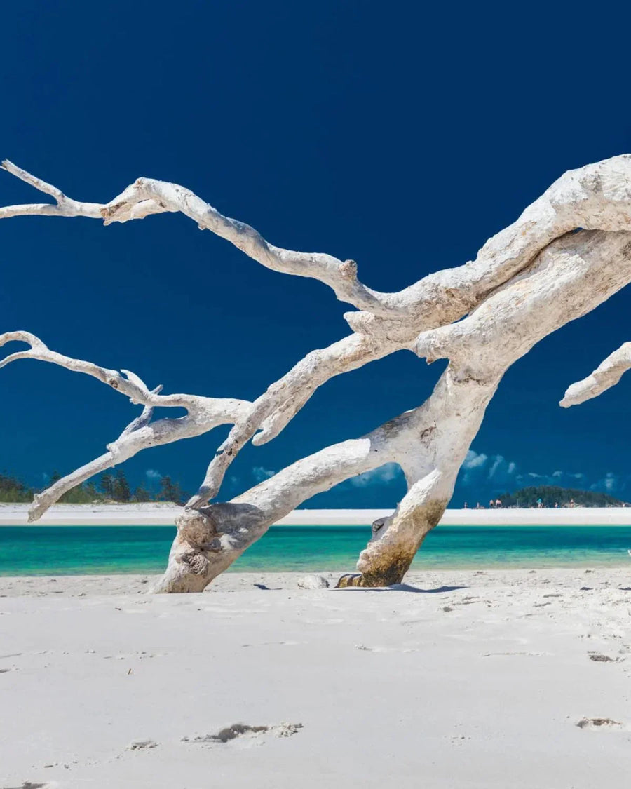 Bleached driftwood on white sand beach with turquoise water and deep blue sky