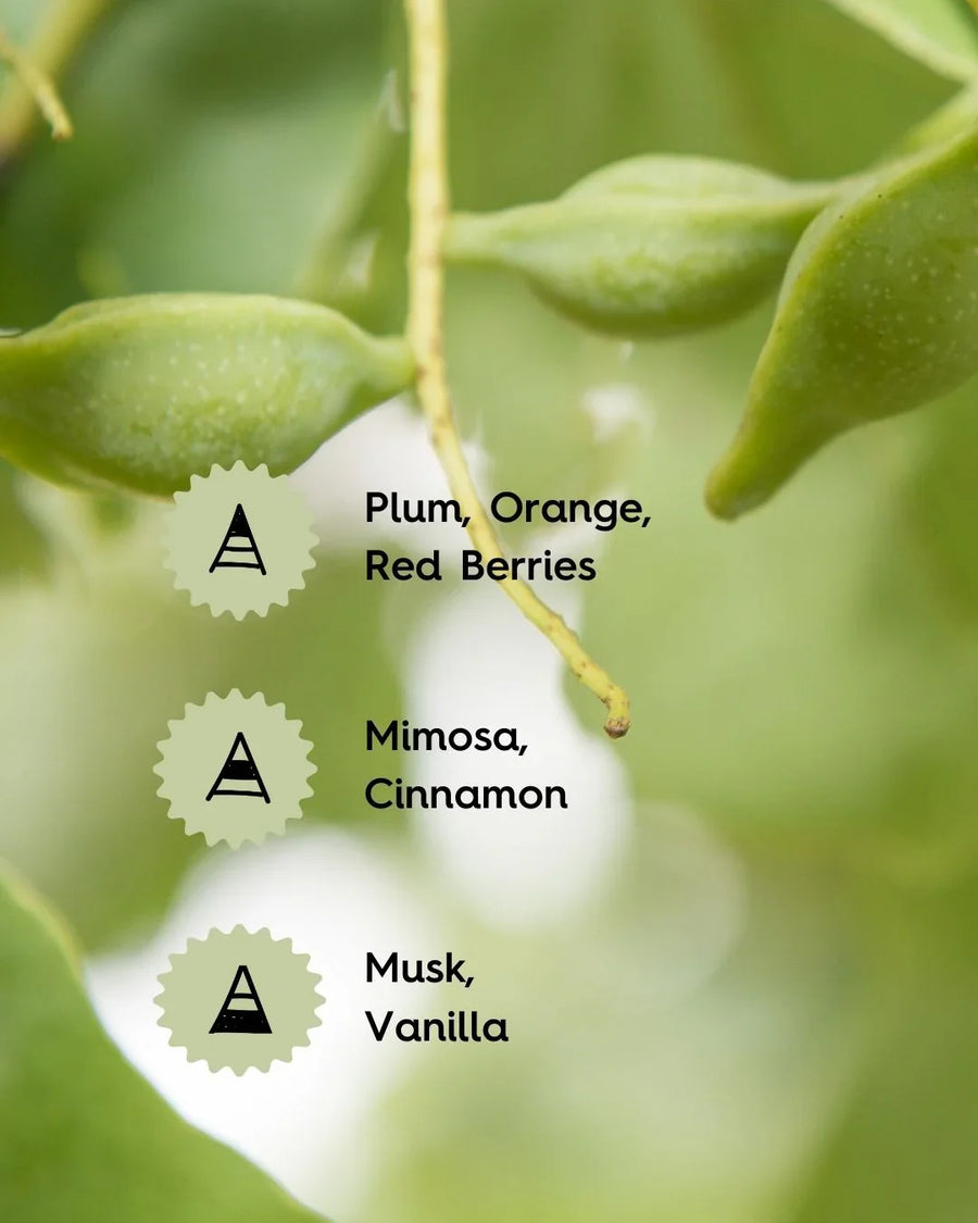 Green pods on a tree branch with fragrance notes: plum, orange, red berries, mimosa, cinnamon, musk, vanilla.