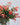 Christmas Bush Fragrance Oil