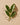 Clove Leaf Essential Oil