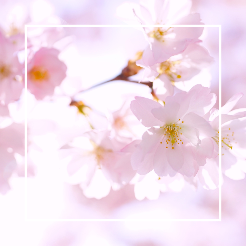 Japanese Cherry Blossom Fragrance Oil - Wickii