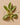 Litsea Cubeba Essential Oil