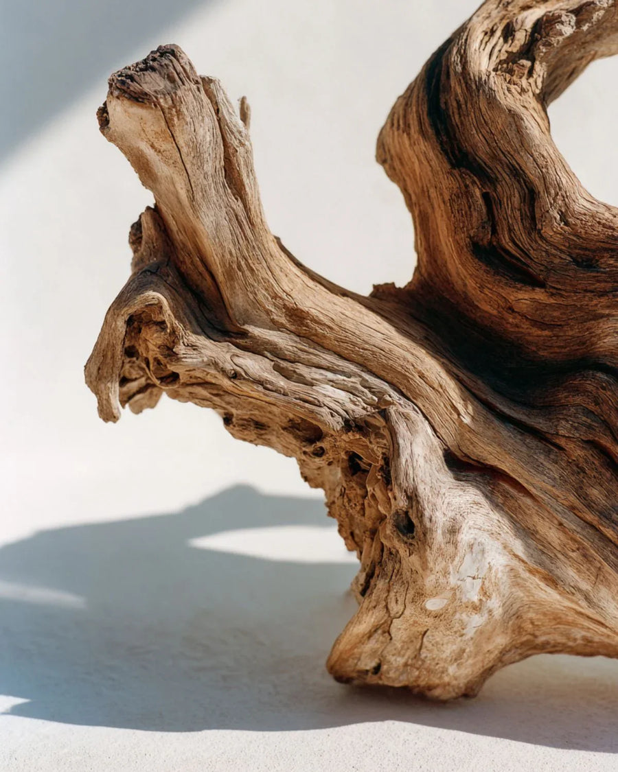 Close-up of natural sandalwood log with textured grain in sunlight, fragrance oil concept