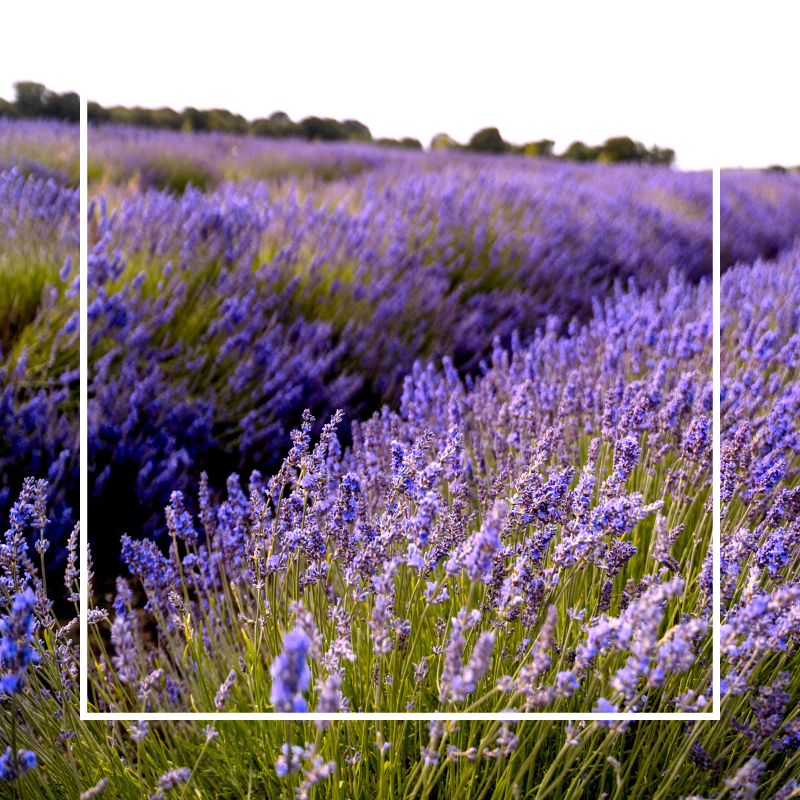 Lavender Fragrance Oil - Wickii