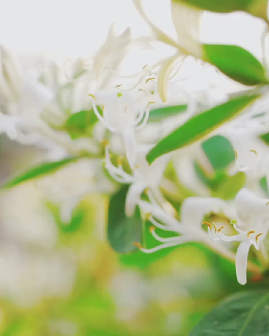 Japanese Honeysuckle Fragrance Oil