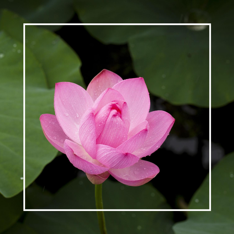 Lotus Flower Air Fragrance Oil - Wickii