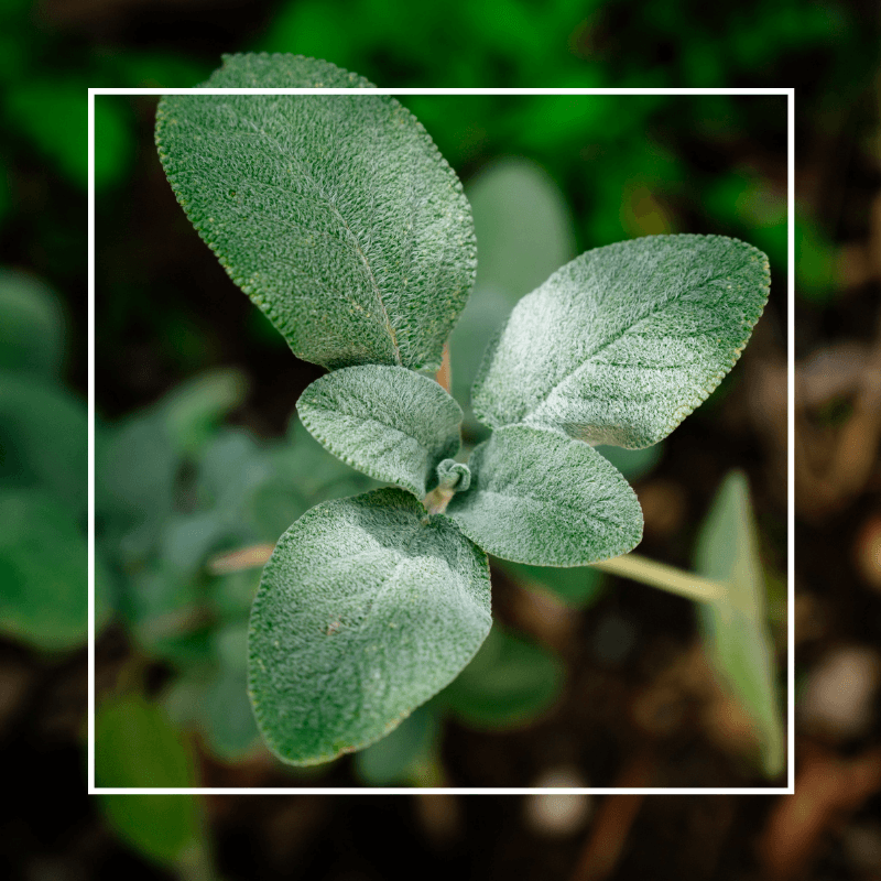 Sage Leaf Fragrance Oil - Wickii