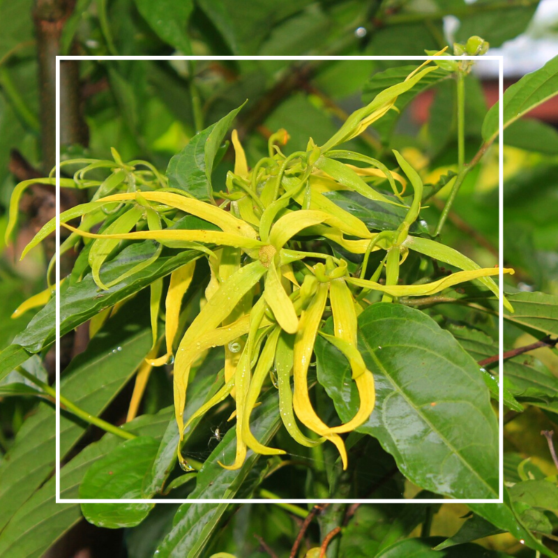 Ylang Ylang Fragrance Oil